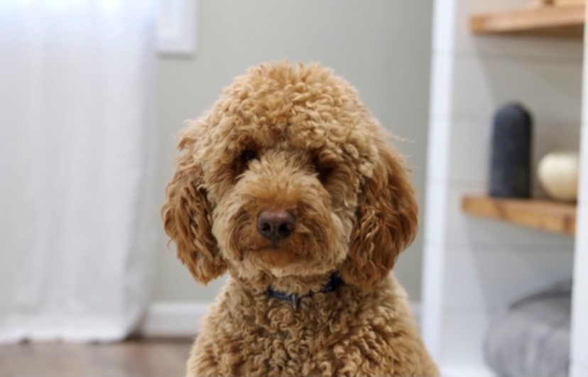 Golden doodle puppy